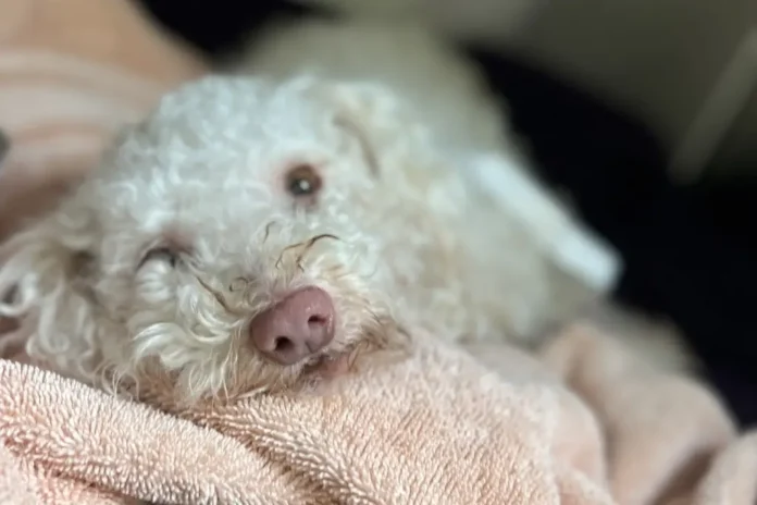 Para salvar al perrito, los veterinarios le administraron Narcan, una medicina que contrarresta los efectos del fentanillo.