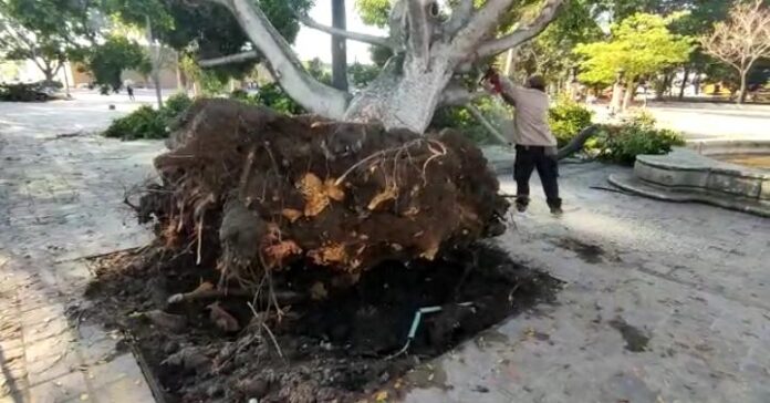 Personal del Municipio realizan trabajos para retirar el tronco y ramas del laurel de la india