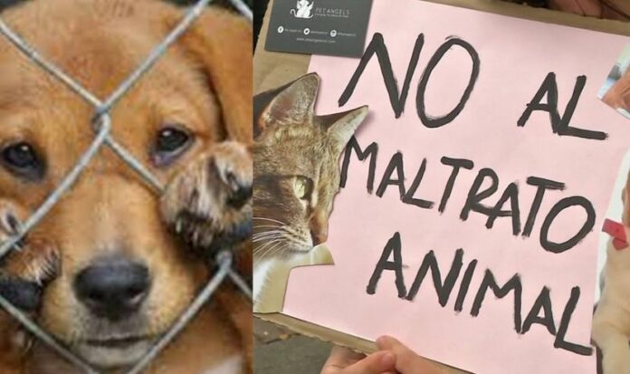 Exigen endurecer las penas por los delitos de maltrato y crueldad animal