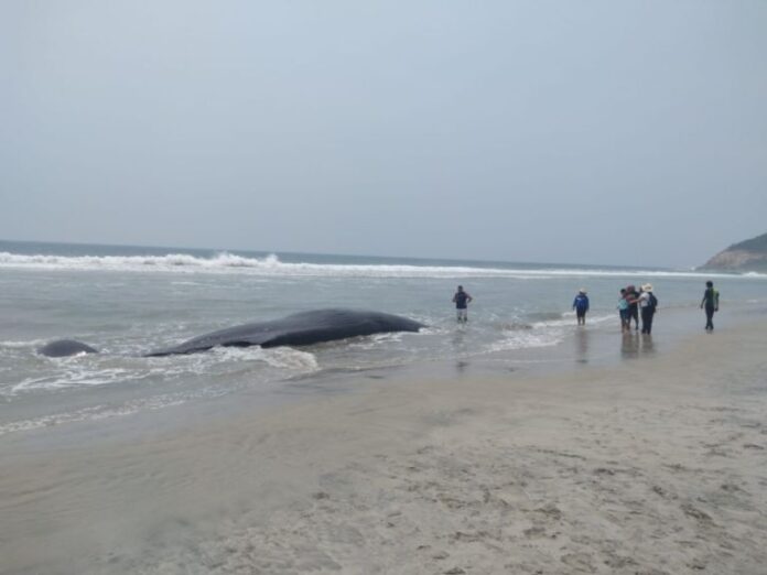 Autoridades investigan los motivos del varamiento de la ballena y su muerte, pues no es normal que lleguen a encallar en la zona