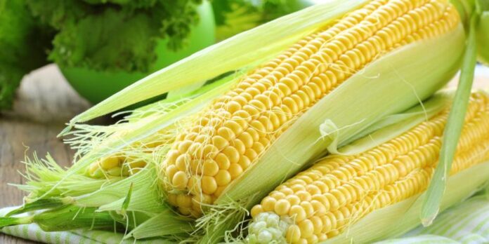 64833ac711472 Canadá no es un gran exportador de maíz, pero México es uno de sus mayores mercados de canola