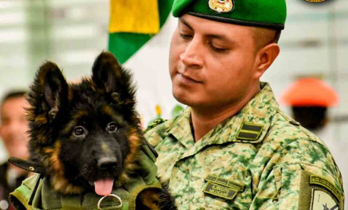 perro-turcvo (1) Su nombre en turco significa “amigo”, como lo dio a conocer la Sedena, y fue elegido de entre tres nombres a través de una votación en Facebook.