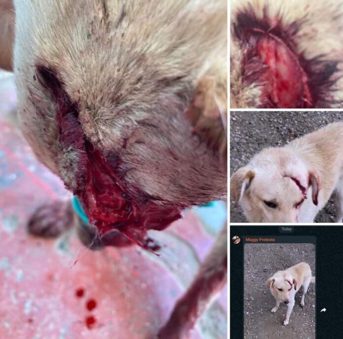 WhatsApp-Image-2023-08-11-at-13.17.18