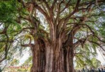 Hoy celebra el Árbol del Tule 2000 años de vida